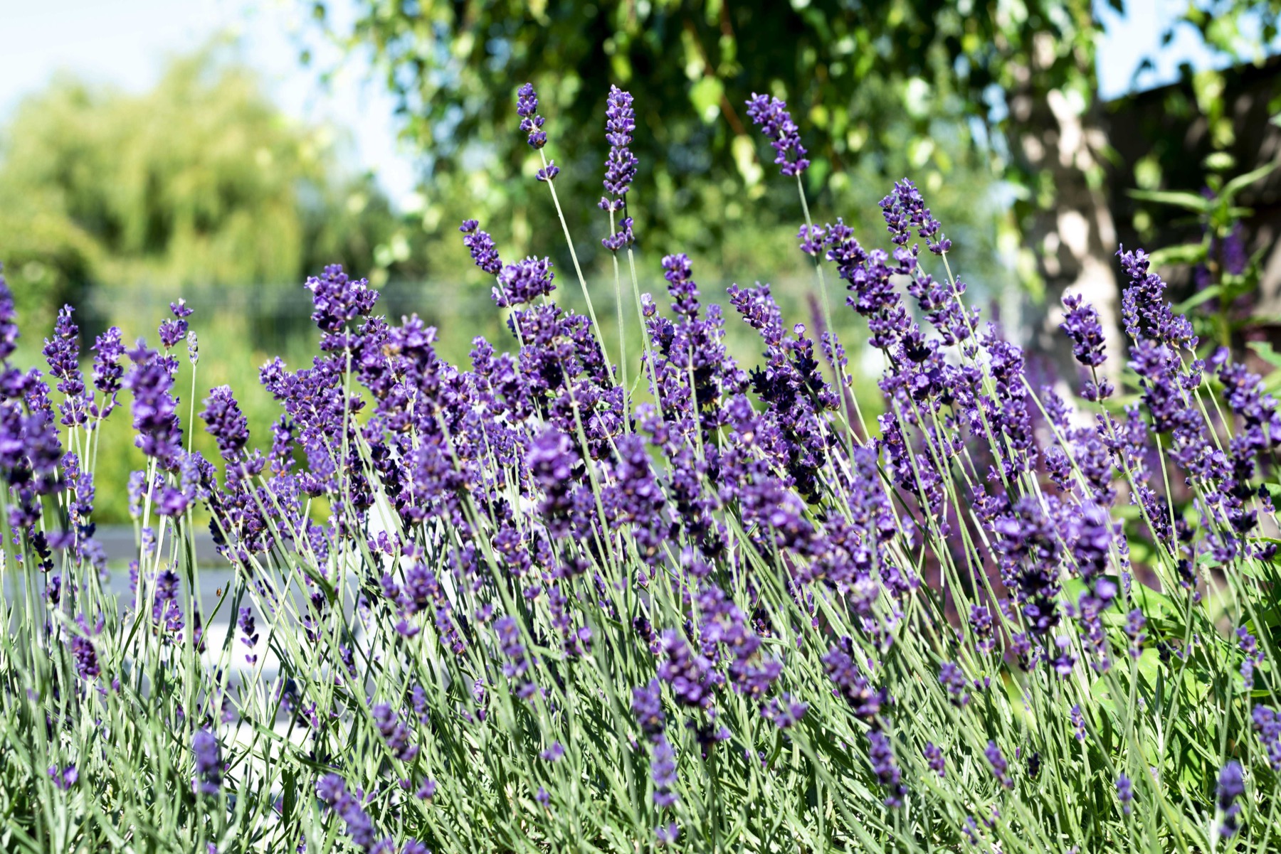 Tuin en werkgebied rond Waddinxveen