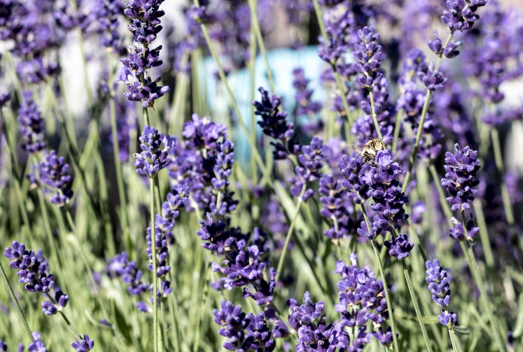 Lavendel hovenier Waddinxveen  Van der Lee Hovenier