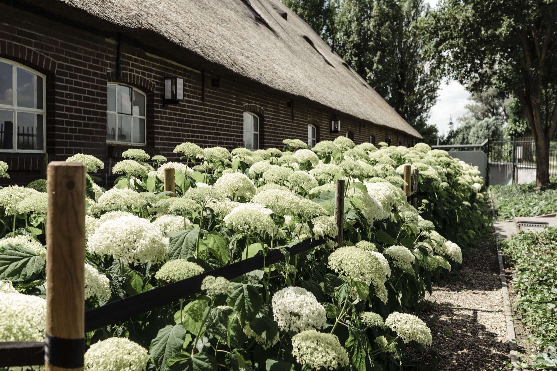 Tuin winterklaar maken met beplanting
