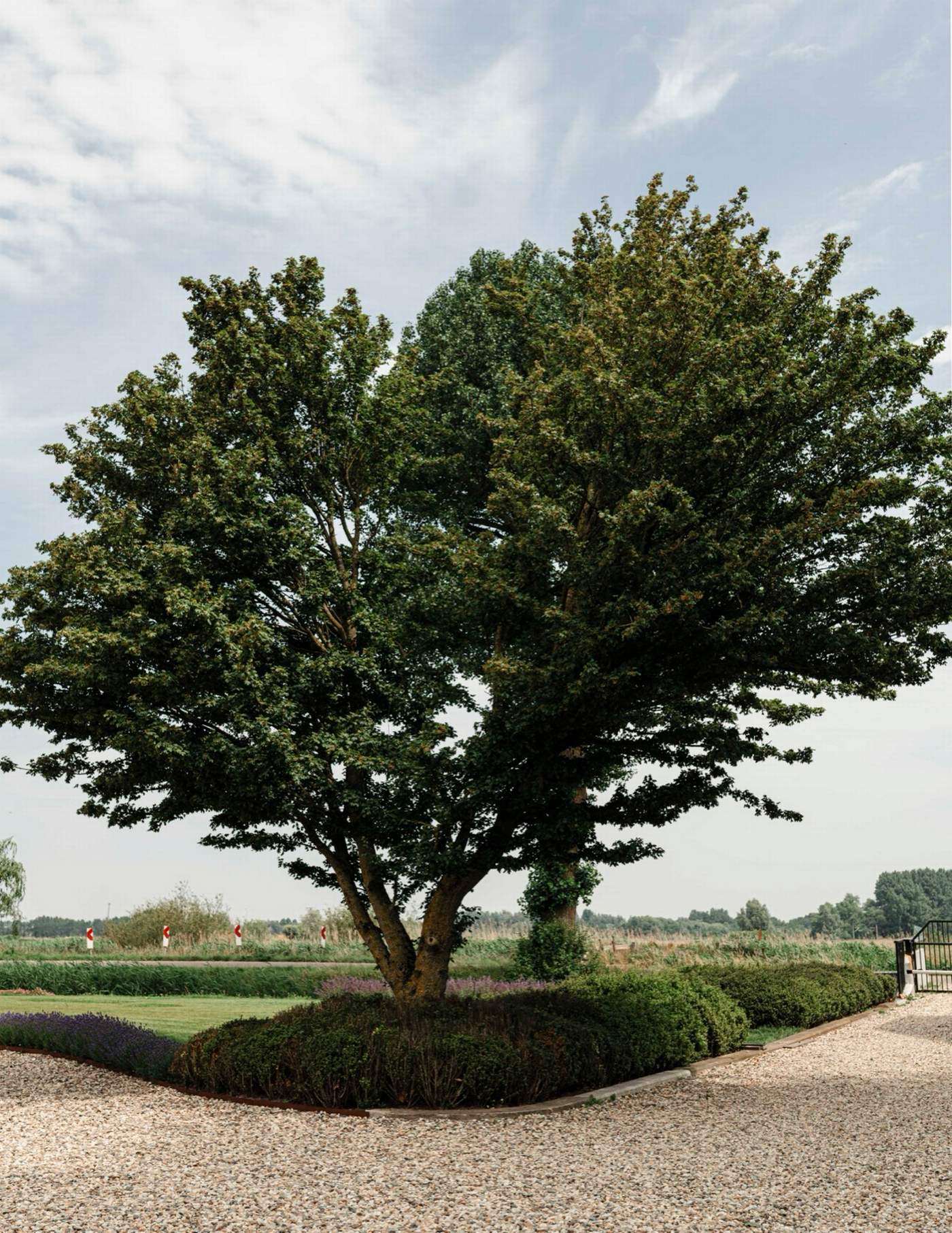 Landelijke tuin met grindoprit, bloeiende borders en volwassen bomen  Van der Lee Hovenier
